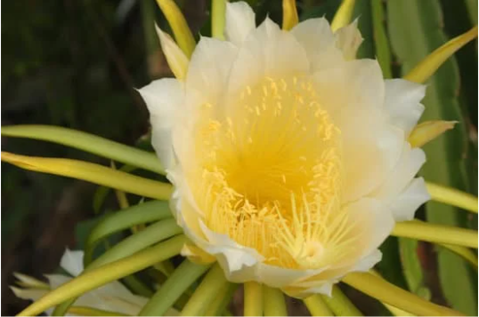Dragon Fruit Flower Extract: A Hidden Treasure for Health