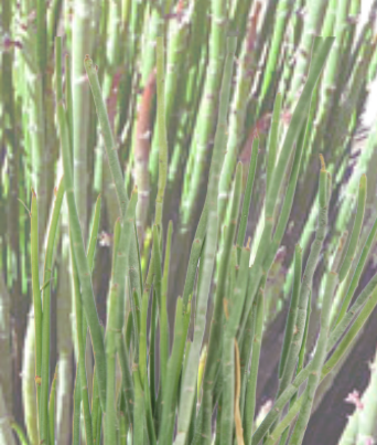 Why Candelilla Wax is a Game-Changer for Clean Skincare