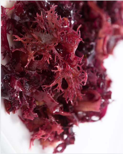 The Fascinating World of Red Algae