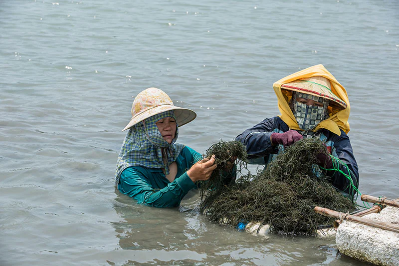 Farmers harvesting red seaweed